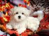 Puppies for sale Lithuania, Birzai Maltese