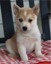 Puppies for sale Ireland, Waterford , Alaskan Klee Kai