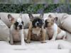 Puppies for sale Poland, Poznan French Bulldog