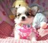 Puppies for sale France, Ren Chihuahua