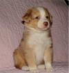 Puppies for sale Cyprus, Limassol Australian Shepherd