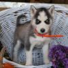 Puppies for sale United Kingdom, London , Siberian husky