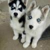 Puppies for sale Netherlands, Groningen Scotch-terrier, husky