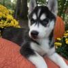 Puppies for sale United Kingdom, Lancaster , Siberian husky