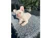 Puppies for sale Czech Republic, Cheb French Bulldog