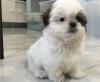 Puppies for sale Canada, Manitoba Shih Tzu