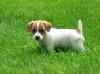 Puppies for sale Estonia, Kohtla-Jarve Jack Russell Terrier