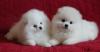 Puppies for sale Ukraine, Luck Pomeranian Spitz