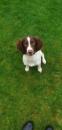 Puppies for sale Greece, Thessaloniki English Springer Spaniel