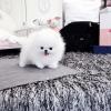 Puppies for sale Russia, Novgorod , Pomeranian puppies