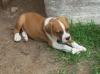 Puppies for sale Denmark, Kopenagen Boxer