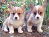 Puppies for sale United Kingdom, Chester , Pembroke Welsh Corgi