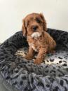 Puppies for sale Estonia, Pya , cavapoo