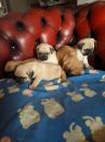 Puppies for sale Canada, Ontario, Ottawa–Gatineau Pug