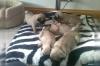 Puppies for sale Canada, Yukon Pug