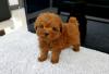 Puppies for sale USA, Texas Toy-poodle