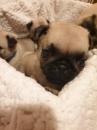 Puppies for sale USA, California, San Francisco Pug