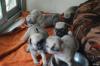 Puppies for sale United Kingdom, Blackpool Pug