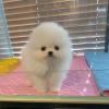 Puppies for sale Canada, Quebec Pomeranian Spitz