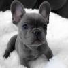 Puppies for sale USA, Massachusetts French Bulldog