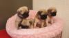 Puppies for sale Canada, Nova Scotia Pug