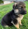 Puppies for sale Azerbaijan, Ganja German Shepherd Dog