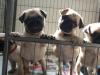 Puppies for sale USA, Louisiana Pug