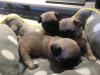 Puppies for sale Ukraine, Ternopil Pug