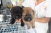Find a mate for dog, male Lithuania, Vilnius Chow Chow