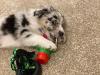 Puppies for sale Lithuania, Vilnius Australian Shepherd