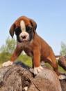 Puppies for sale Latvia, Riga Boxer