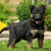 Puppies for sale Georgia, Batumi , German Shepard Puppies