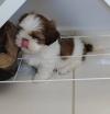 Puppies for sale Ireland, Cork , Shih Tzu