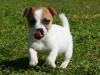 Puppies for sale Slovenia, Banja Luka , Jack Russell Terrier