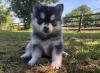 Puppies for sale United Kingdom, Aberdeen , Pomsky