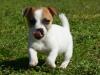 Puppies for sale Spain, Alicante , Jack Russell Terrier 