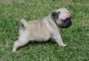 Puppies for sale Sweden, Sundsvall , Pug