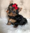 Puppies for sale Austria, Graz Yorkshire Terrier