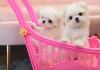 Puppies for sale Spain, Seville Maltese