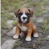 Puppies for sale Sweden, Stockholm , Boxer