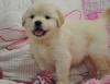 Puppies for sale Romania, Bucharest , Pomerania