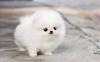 Puppies for sale Slovakia, Bratislava , Pomerania
