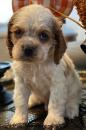 Puppies for sale Ukraine, Chernihiv Cocker Spaniel