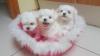 Puppies for sale Sweden, Malmo Maltese