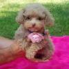 Puppies for sale Finland, Turks Poodle