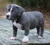 Puppies for sale Italy, Naples , Pit bull terrier 