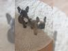 Puppies for sale Germany, Gelsenkirchen French Bulldog