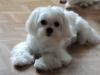 Puppies for sale Greece, Patra Maltese