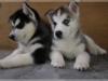 Puppies for sale Austria, Vienna Haski