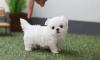 Puppies for sale Slovakia, Banska Bystrica , Maltese